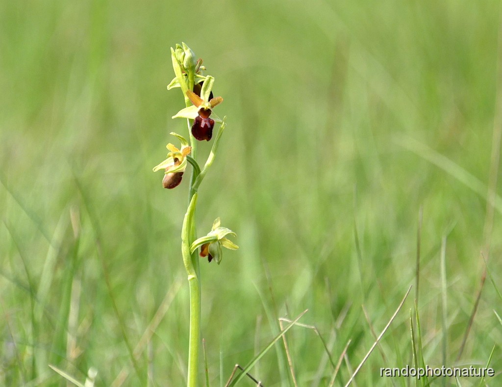 39_Ophrys araignee_.JPG - Ophrys araignée